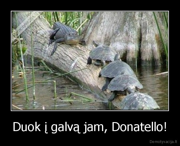 vezliukai, nindzes,donatello,krokodilas,vezliukai