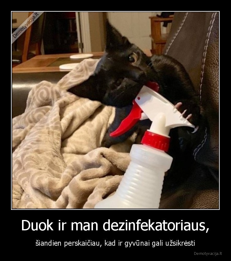 katinas,virusas,koronavirusas,karantinas