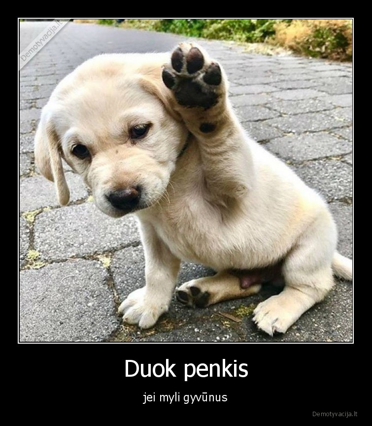 gyvunai,suniukas,myleti