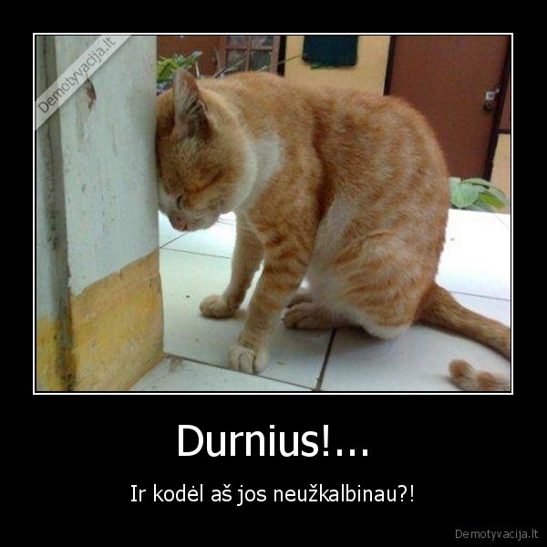 durnas, katinas,piktas, katinas