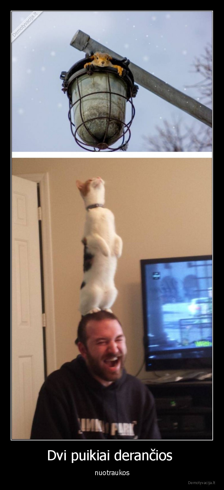 nuotraukos,puikiai,dera,katinas,vovere