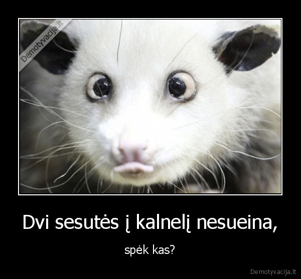 dvi,sesutes,i,kalneli,nesueina,spek,kas,zvairas,misle,atspek,speliok,pasijuokim