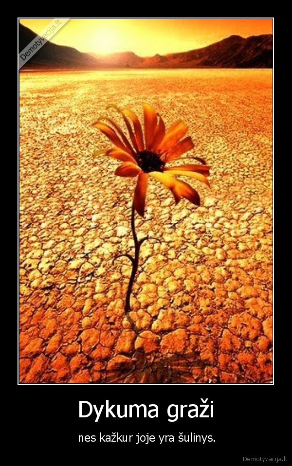 dykuma,gele,sulinys