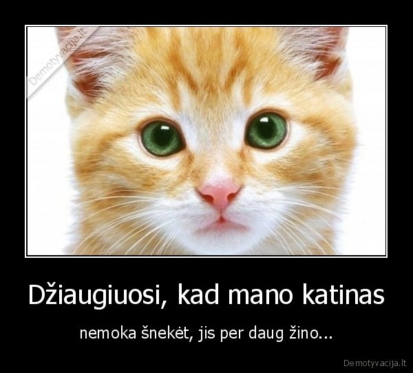 katinas,paslaptys,zino