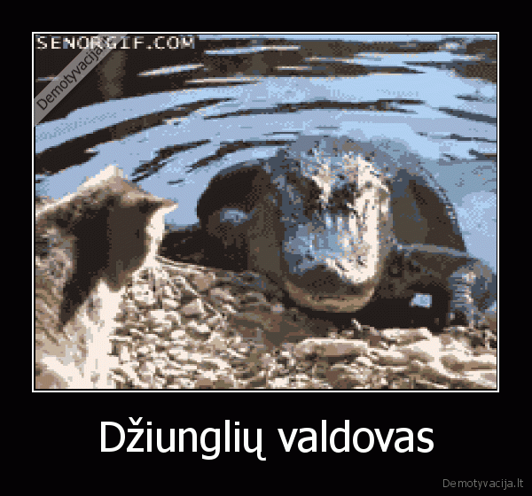 katinas, pries, krokodila,drasus, katinas