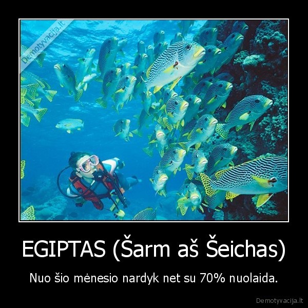 scuba, diving,nardymas,egiptas,atostogos,sarm, as, seichas,ryklys