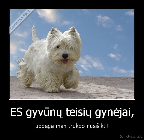 es,sunys,teises,politika