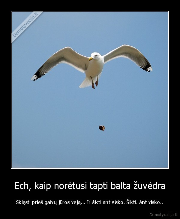 Ech, kaip norėtusi tapti balta žuvėdra