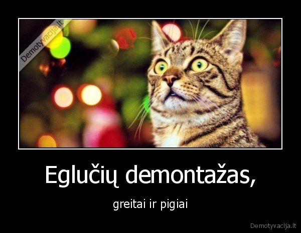 katinas,egle,demontazas