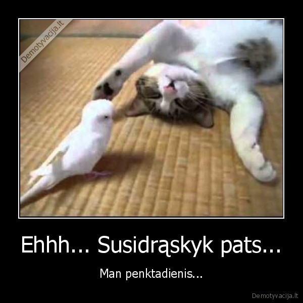 gyvunai,papugele,katinas