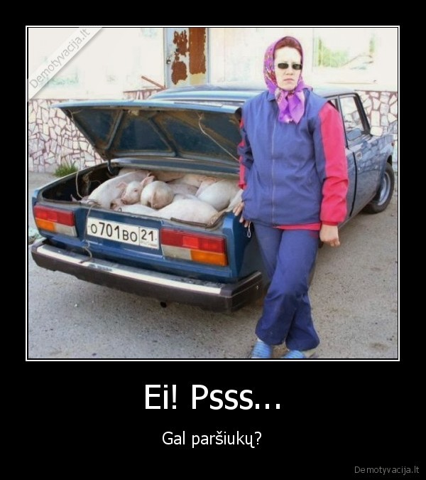 kiaule,parsiukai,zigulis