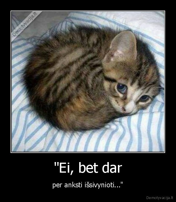 kate,katinas,kaciukas,miegas