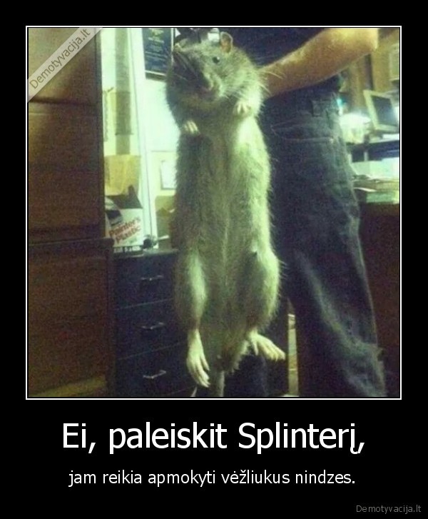 ziurke,splinteris,vezliukai, nindzes