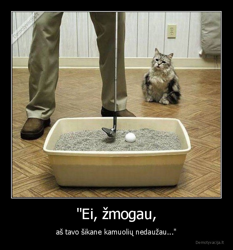 kate,katinas,tualetas,dezute,golfas