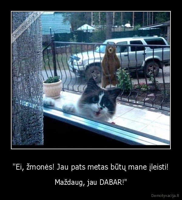 kate,katinas,meska,lokys