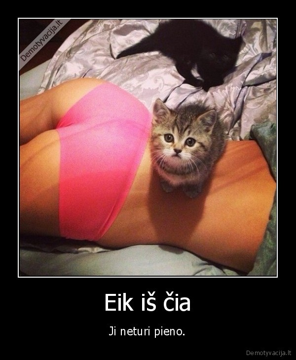 pienas,katinas,panele