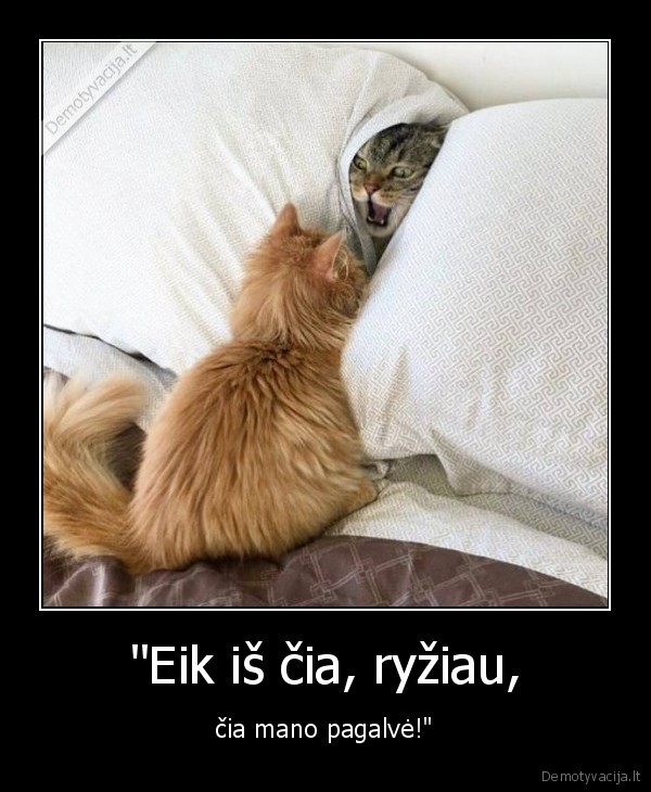 kate,katinas,pagalve