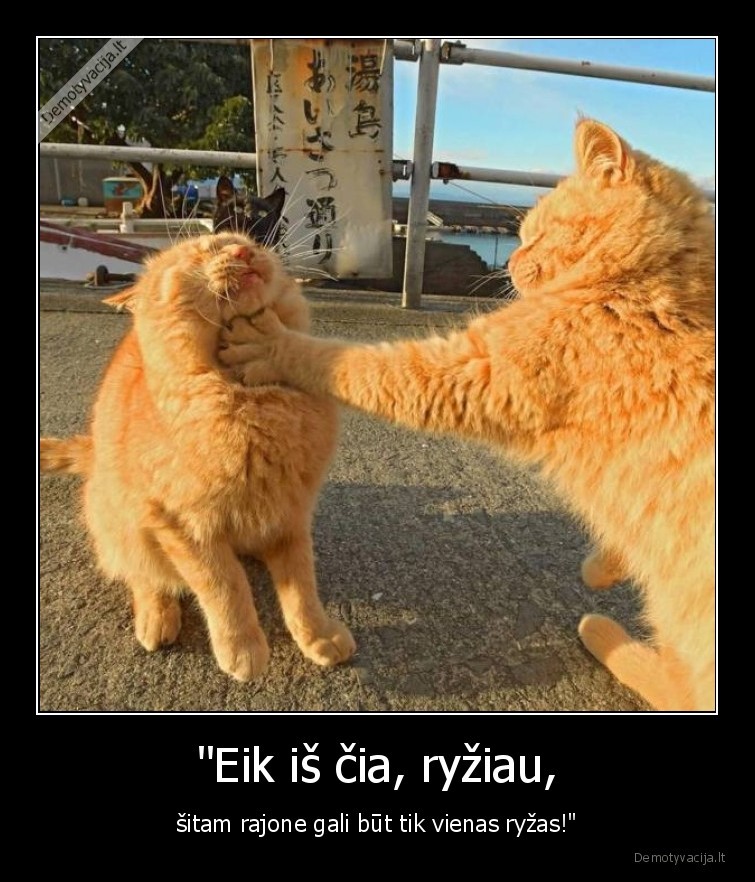 kate,katinas,ryzas,rajonas