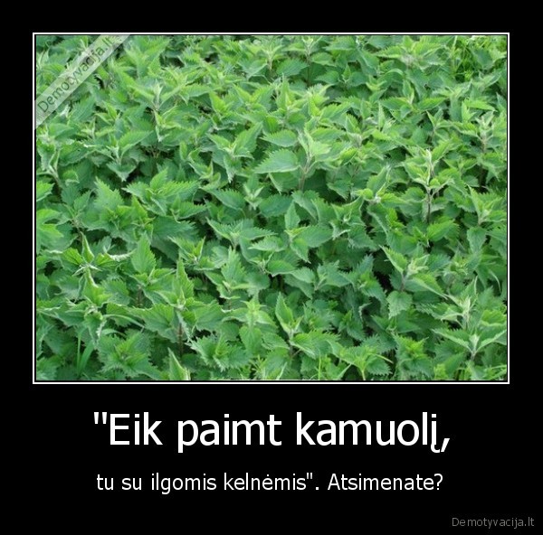 dilgeles,kamuolys,viakyste,kelnes