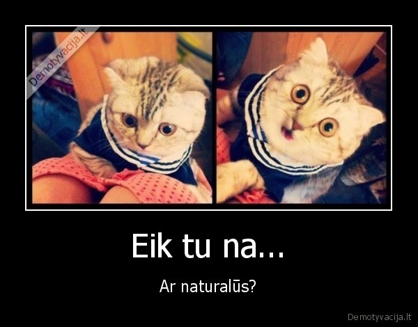 katinas,sokiruotas, kasaras,papai,naturali, krutine