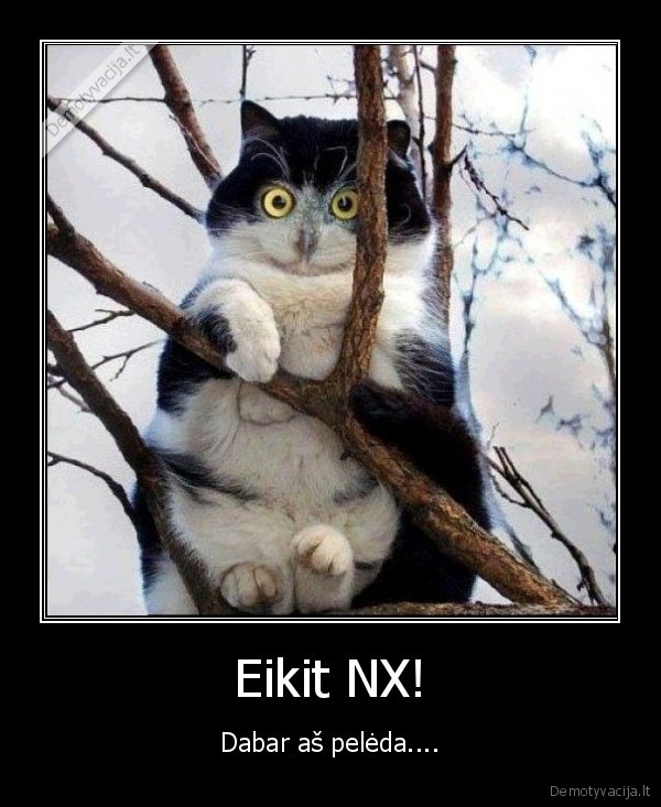 katinai, gyvunai, pauksciai, suvokimas, kubilius