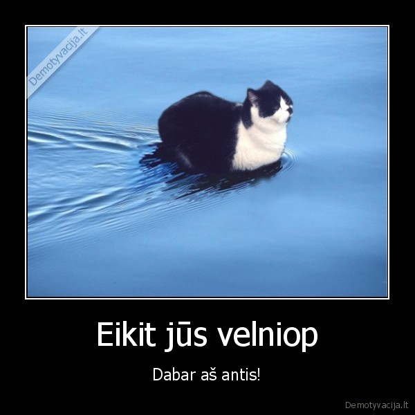 juokingas, katinas,antis,katinas, plaukia