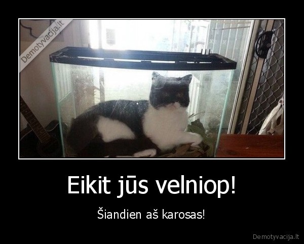 katinas, akvariume,juokingas, katinas