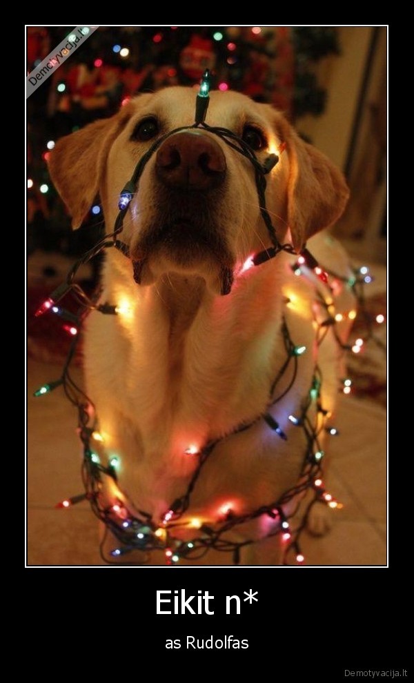 eikit, nx, as, rudolfas