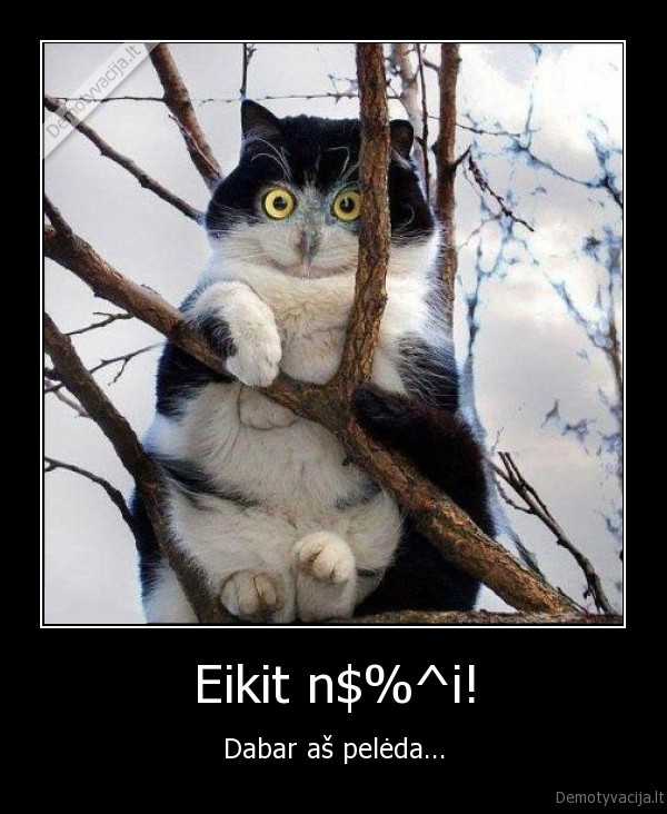 peleda,katinas,nachuj,nx,nachui,dabar,as