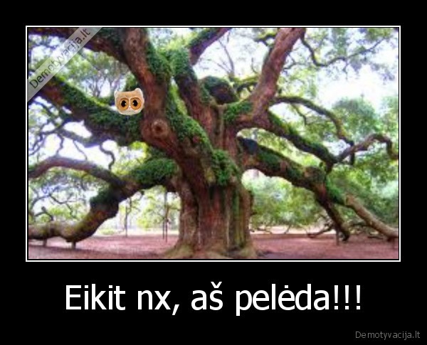 Eikit nx, aš pelėda!!!