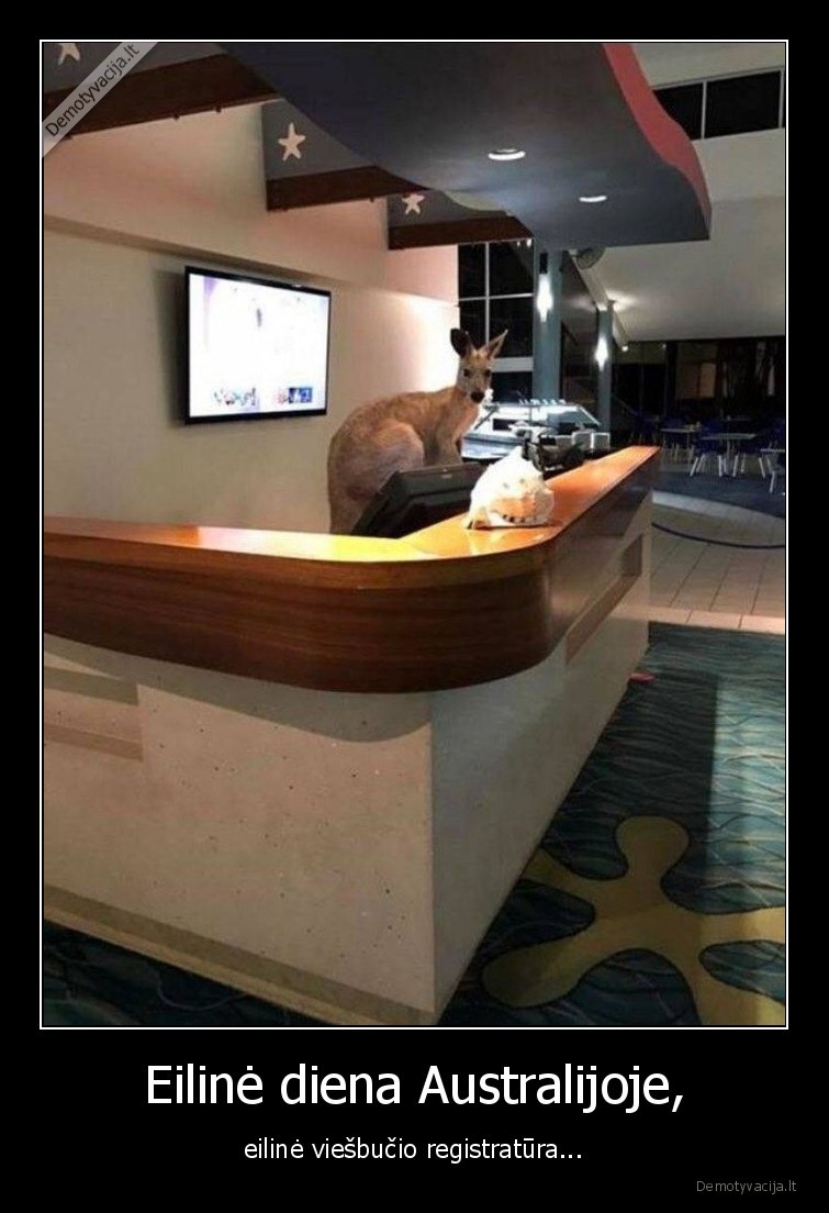 australija,kengura,registratura