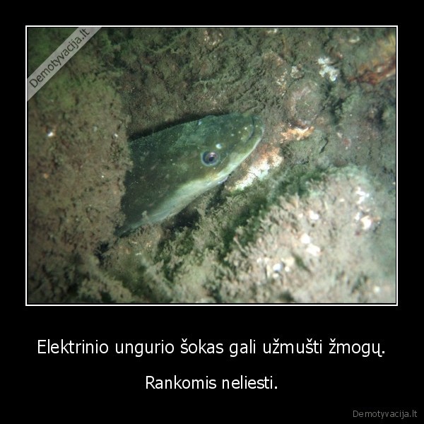 Elektrinio ungurio šokas gali užmušti žmogų.