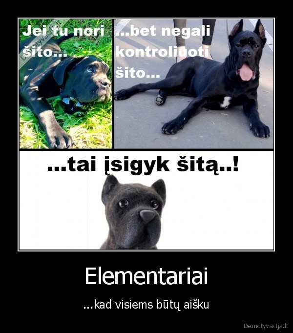 suo,sunys,zaislas,gyvunai,cane, corso,corso,mastifas,atsakomybe