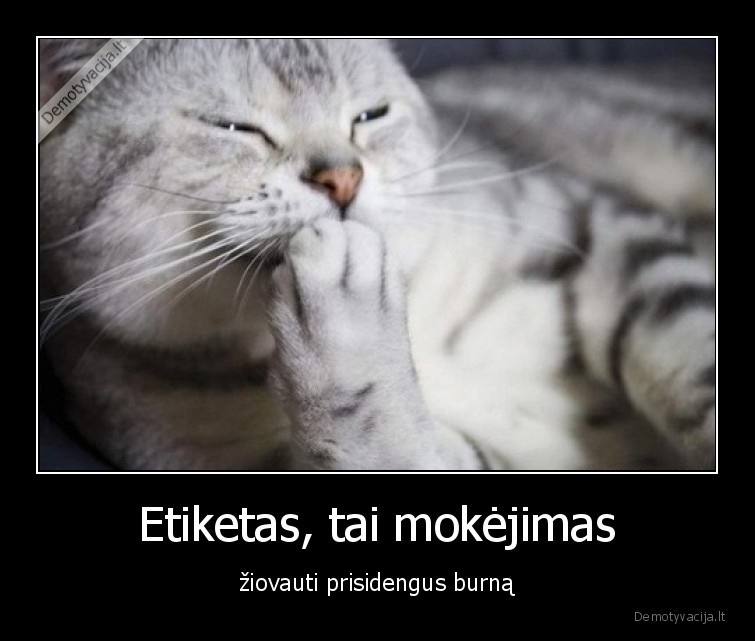 etiketas,katinas,ziovulys