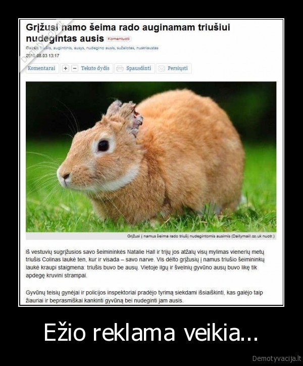ezys,ezio, reklama,nudegintos, ausys,nuskriaustas, zuikis