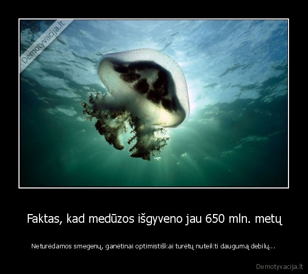 meduzos,idomus, faktas,besmegeniai