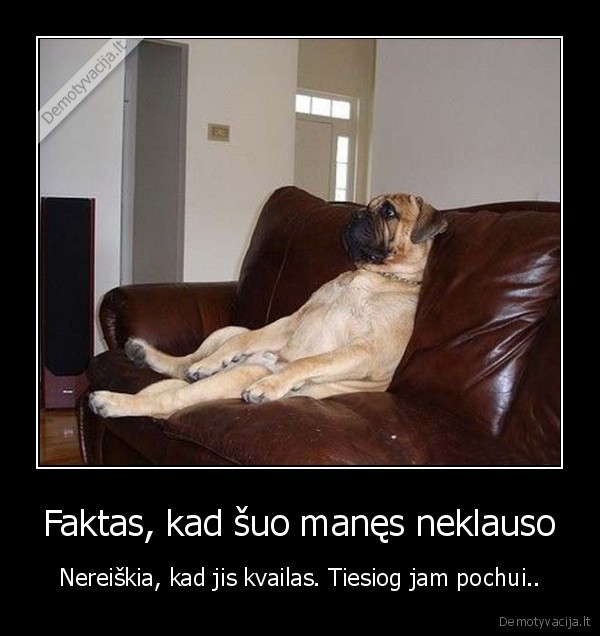 Faktas, kad šuo manęs neklauso