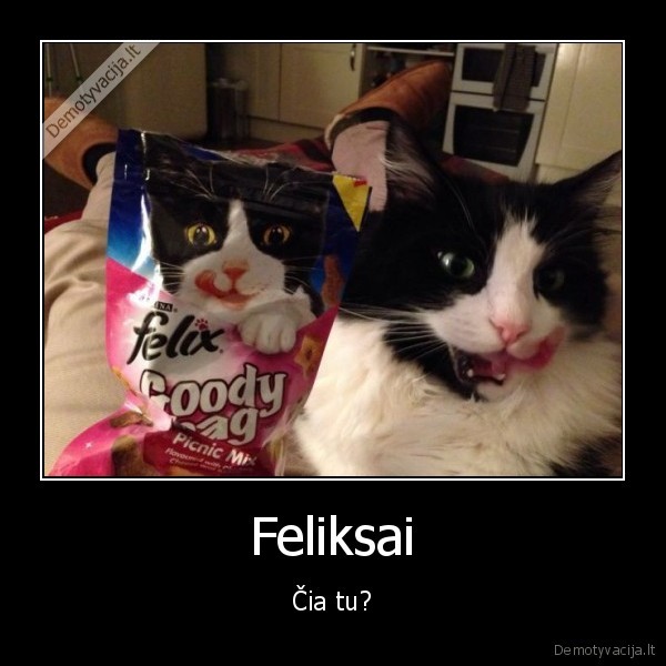 juokingas, katinas,mielas, katinas,kaciu, maistas,katinas, feliksas