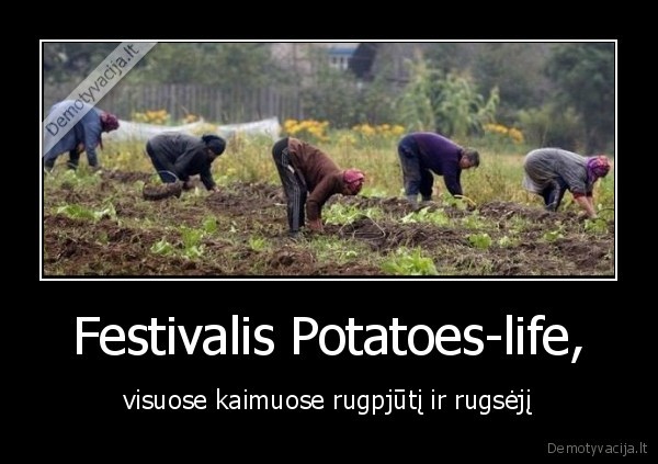 festivalis,bulves