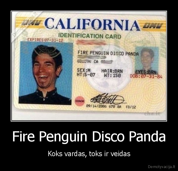 fire, penguin, disco, panda