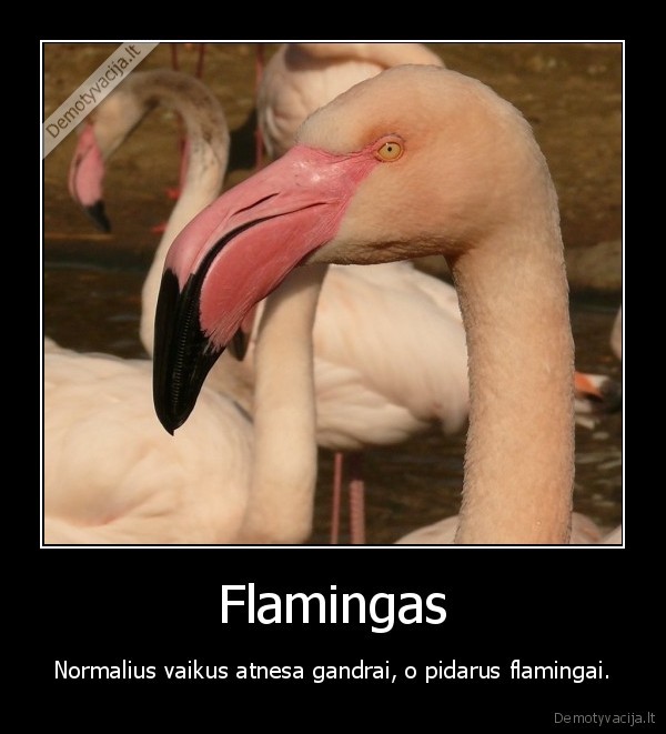 Flamingas