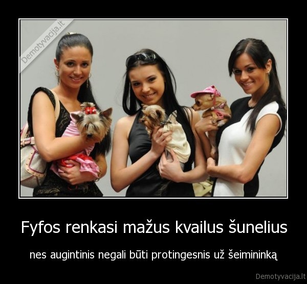 fyfos,tustutes,jorksyro, terjeras,cihuahua