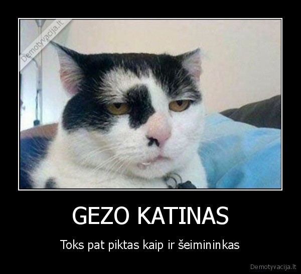 gezas,katinas,piktas