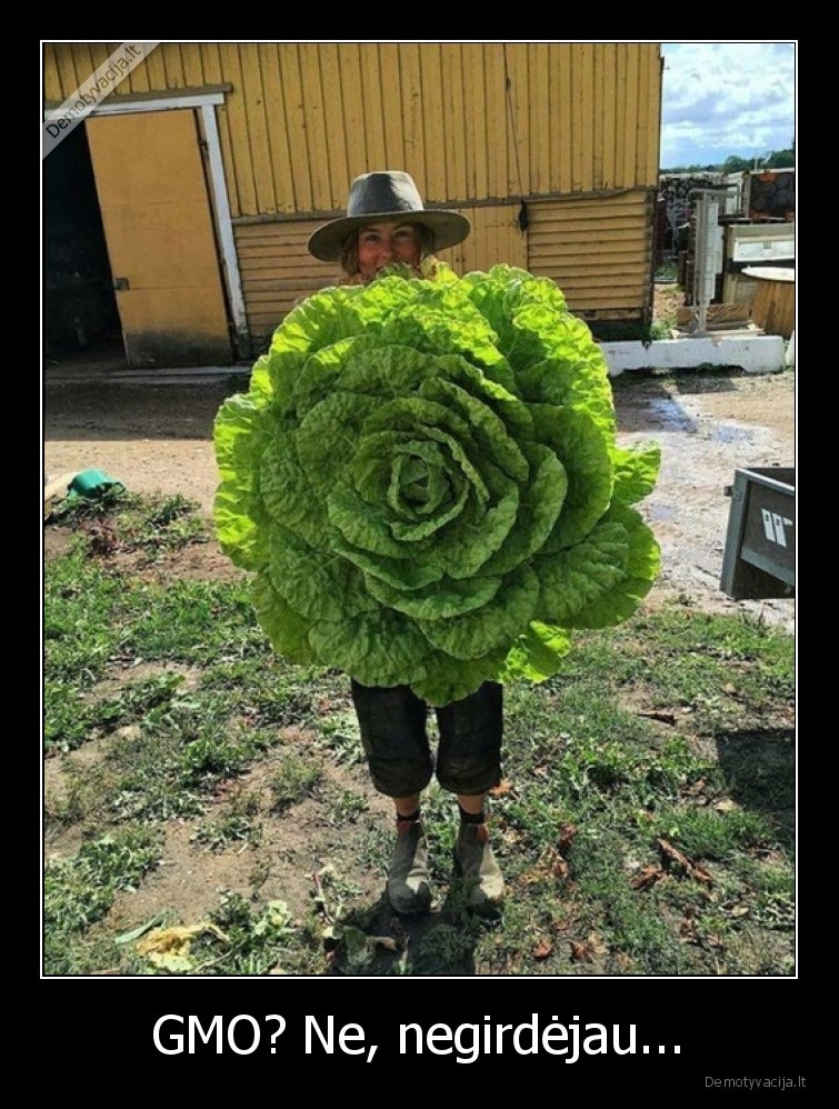 kopustas,gmo,sveikata