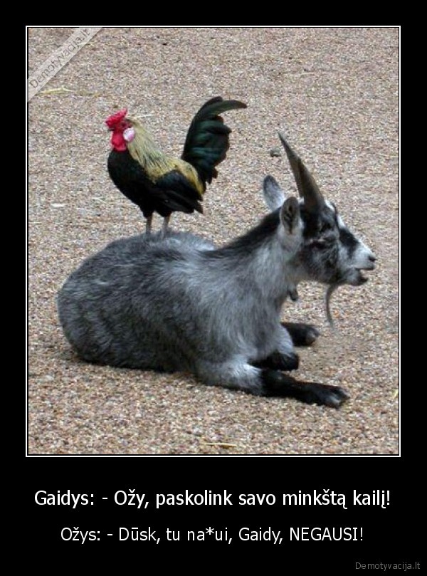 Gaidys: - Ožy, paskolink savo minkštą kailį!
