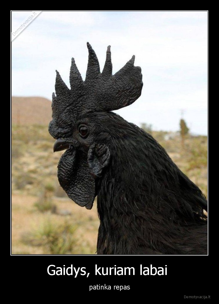gaidys,repas,juodas