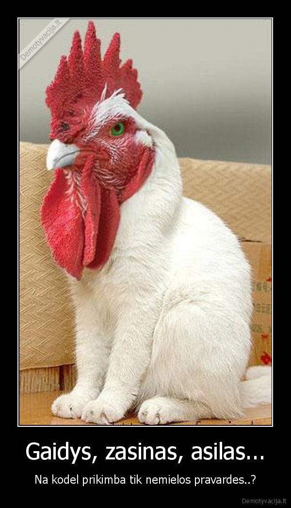 Gaidys, zasinas, asilas...