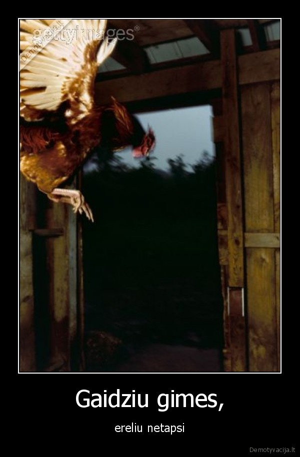 kvailas, gaidys, bando, skristi