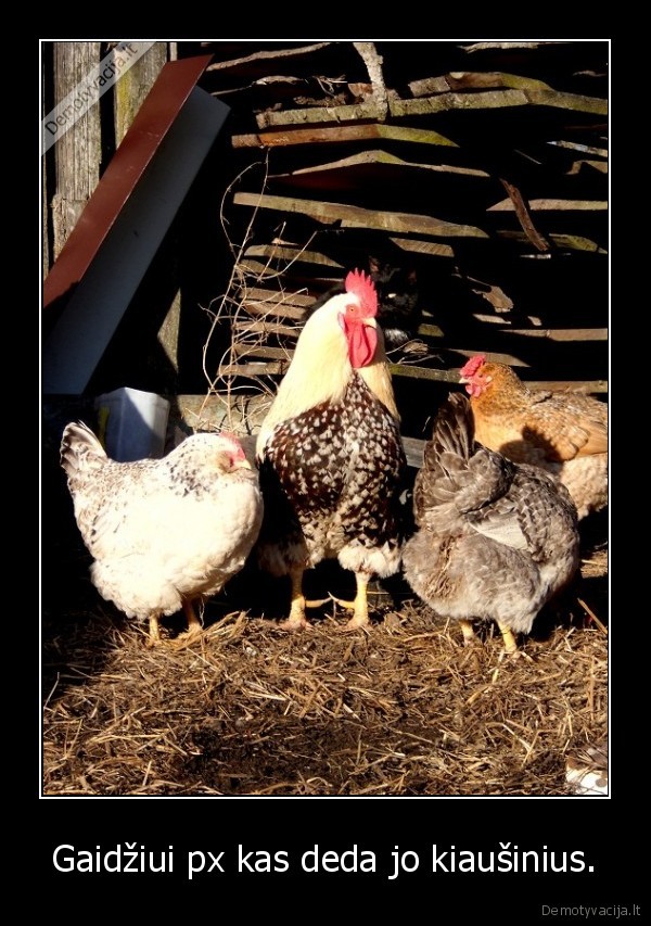 Gaidžiui px kas deda jo kiaušinius.