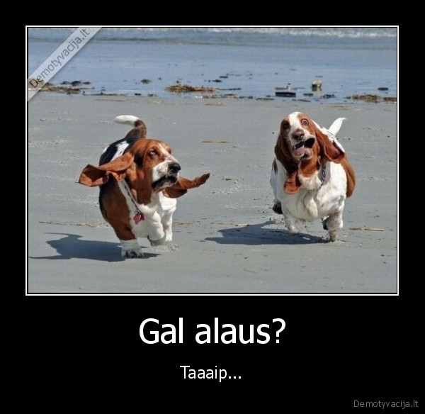 Gal alaus?